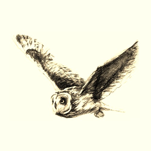 Greifvogelhilfe Sachsen e.V.